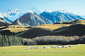 typical farming scene close to the foothills of the Southern Alps in Canterbury